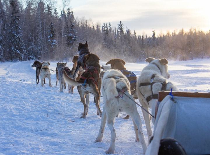 trineo de perros en nieve