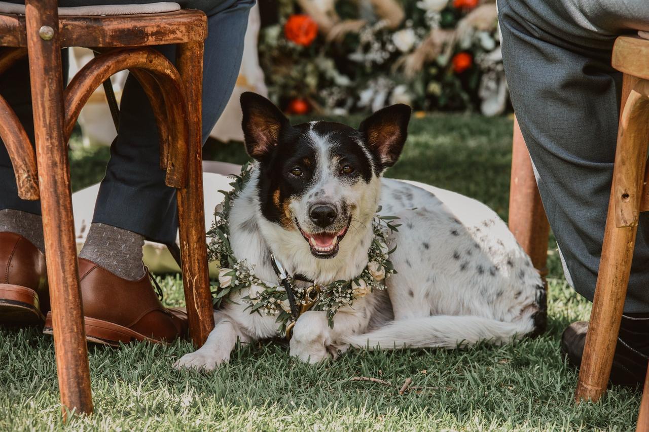 perro con corona de flores