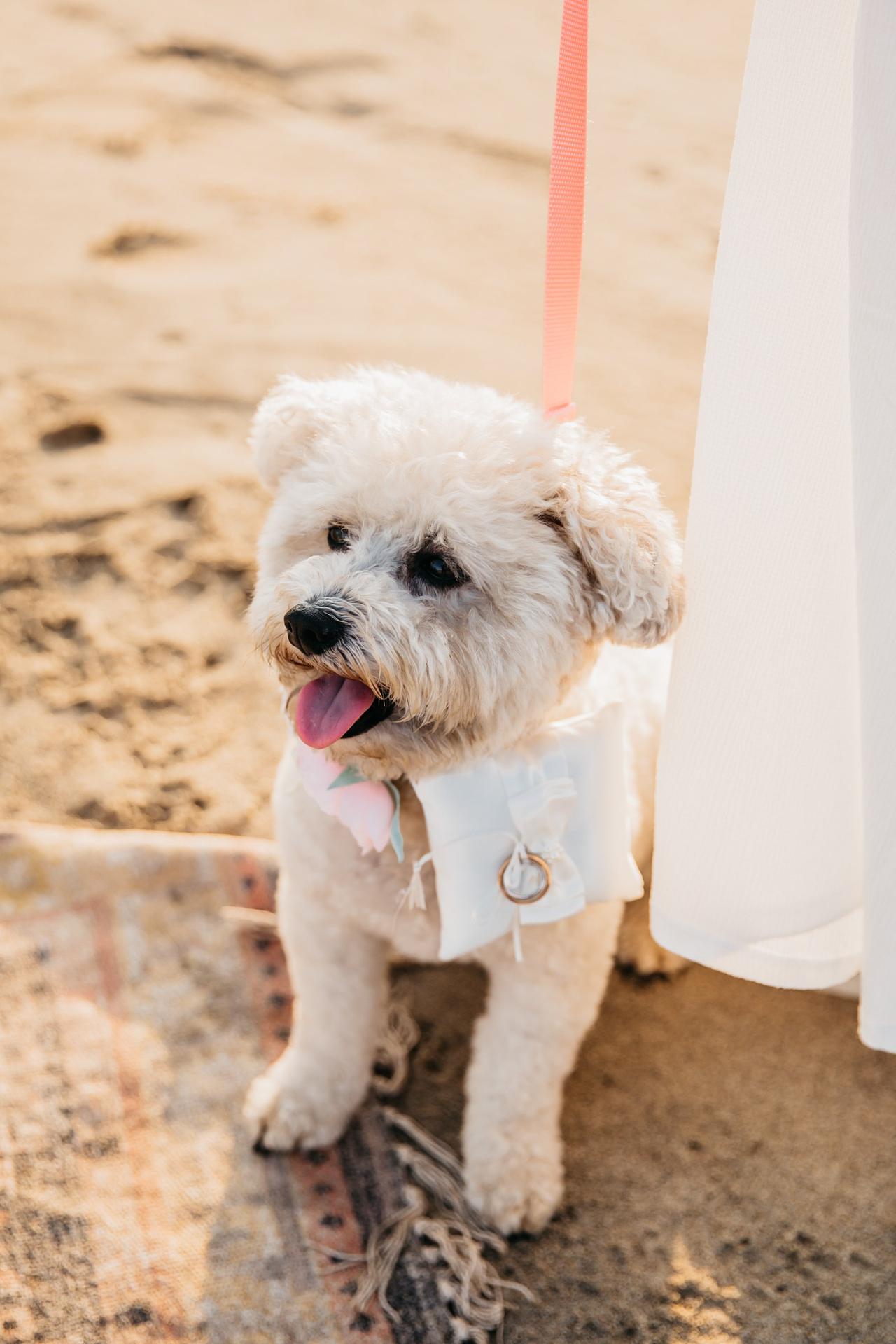 perro con anillos de boda