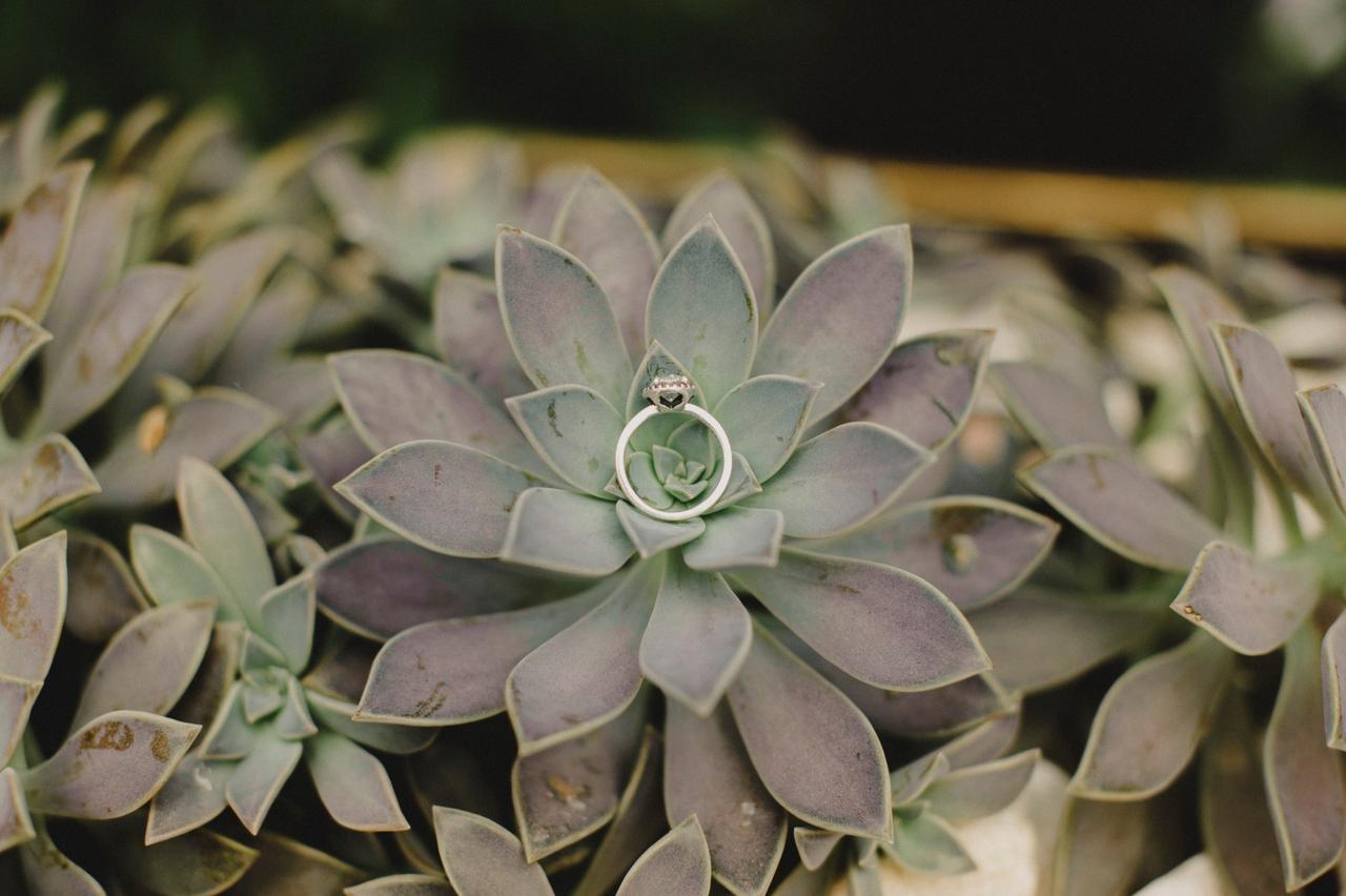 imágenes de anillos de compromiso en planta suculenta