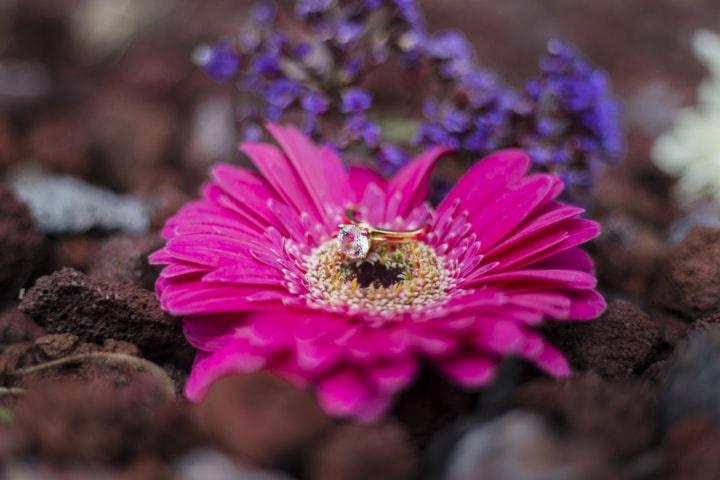 anillo de compromiso sobre flor fucsia