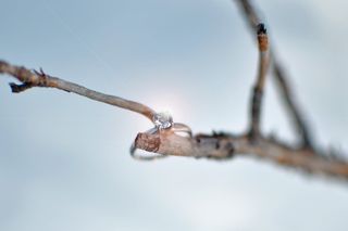 fotografía de anillo de compromiso sobre rama al aire libre