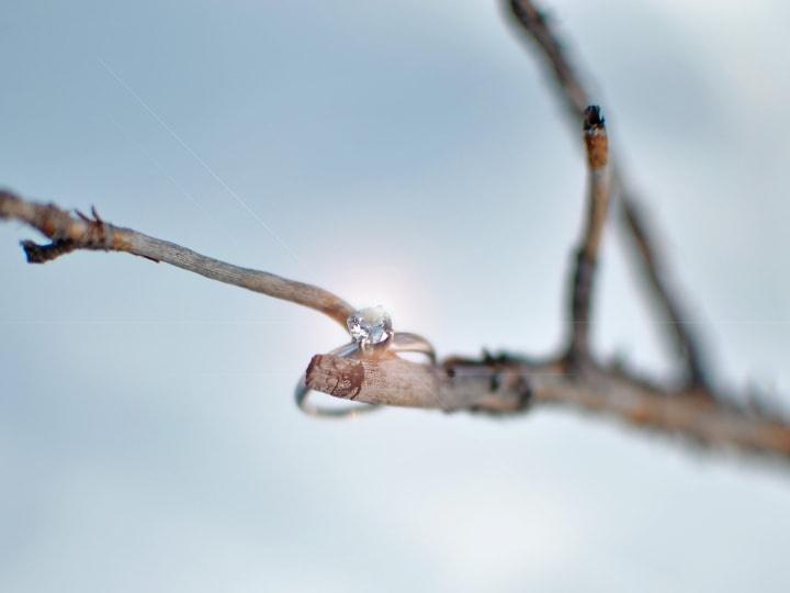 fotografía de anillo de compromiso sobre rama al aire libre