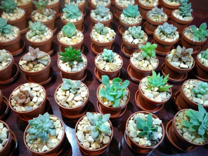 5 formas espectaculares de decorar con cactus que te van a encantar