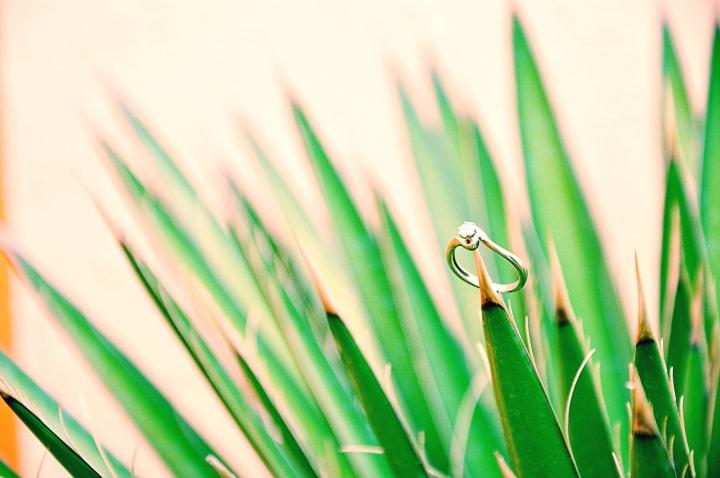 imagen anillo de compromiso sobre rama de planta