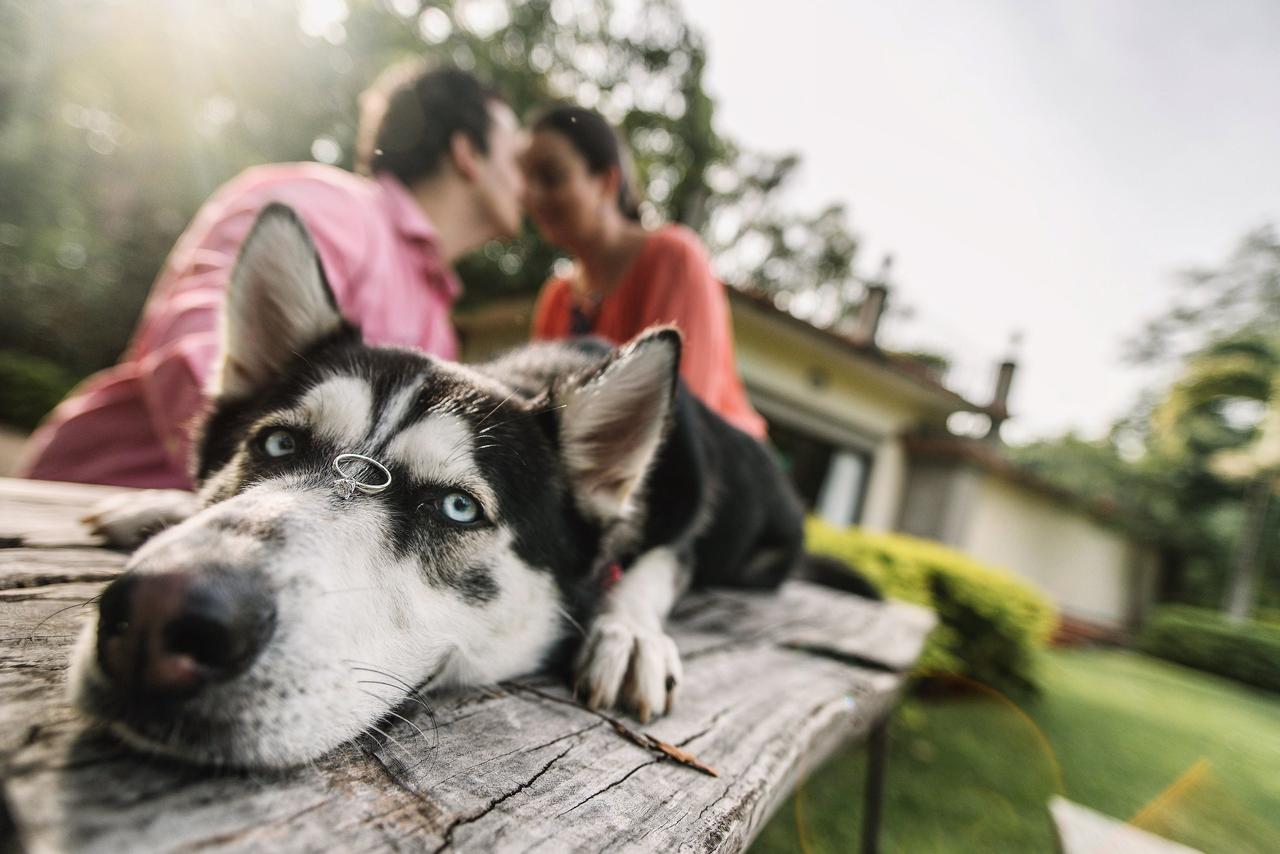 8 factores para poner (o no) una mascota en su vida de casados -  bodas.com.mx