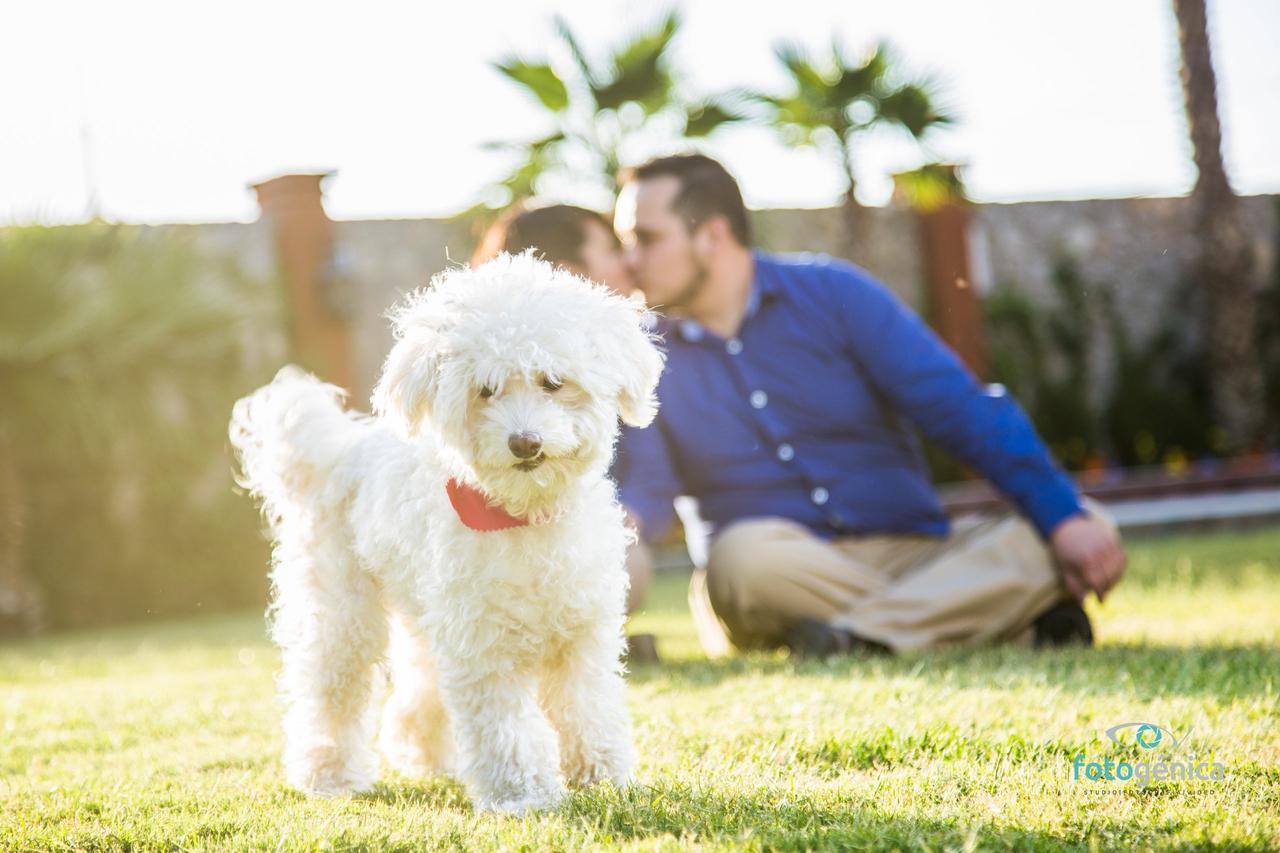adoptar una mascota en pareja