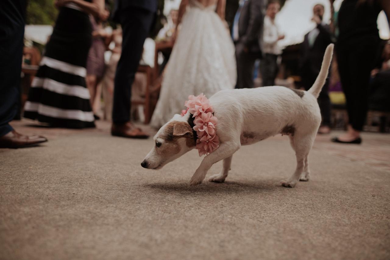 perro con corona de flores