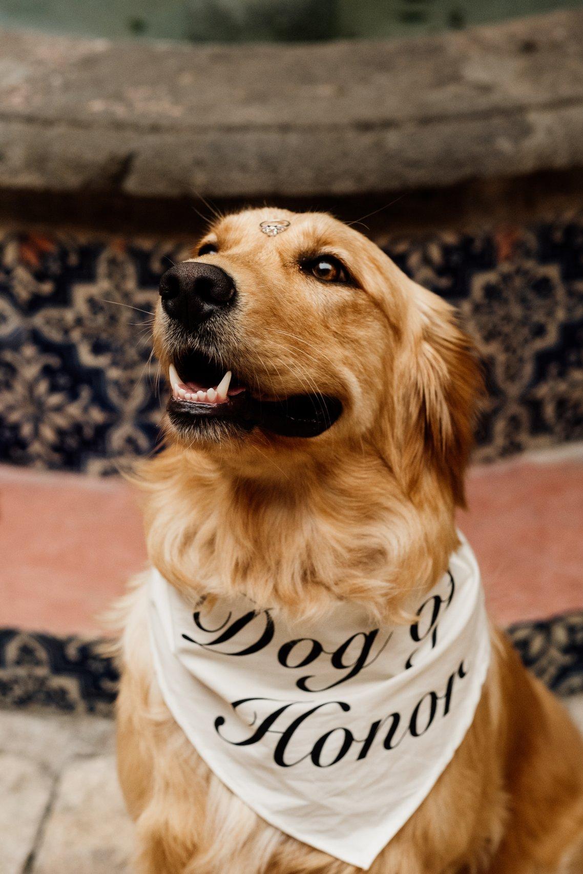 perro con anillo de compromiso