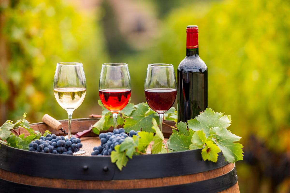 Cata de vinos en viñedo