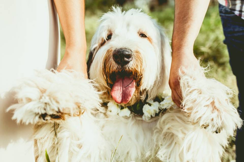 perro con corona de flores