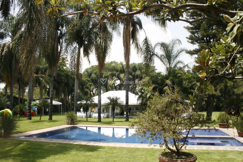 Salón con árboles frondosos 1