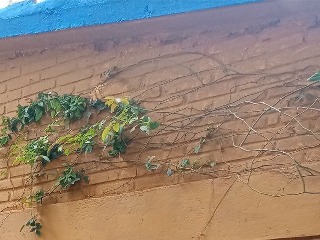 La boda de Luis Alberto y Laura Isabel en Xochitepec, Morelos 2