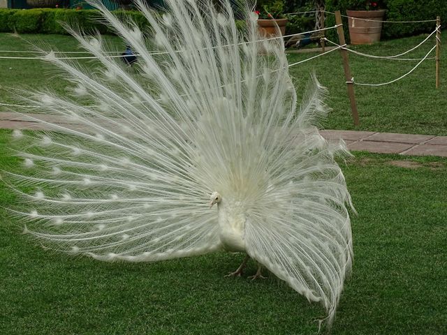 La boda de Edgar y Jessica en Tlalpan, Ciudad de México 8