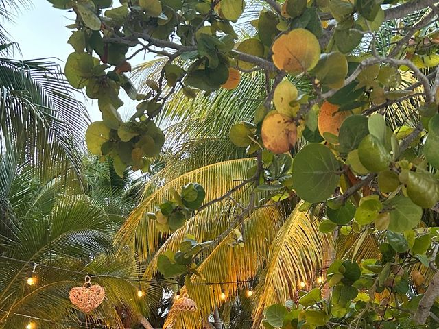 La boda de Jonas y Cindy en Cancún, Quintana Roo 9