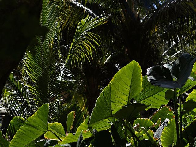 La boda de Lalo y Cristina en Playa del Carmen, Quintana Roo 3