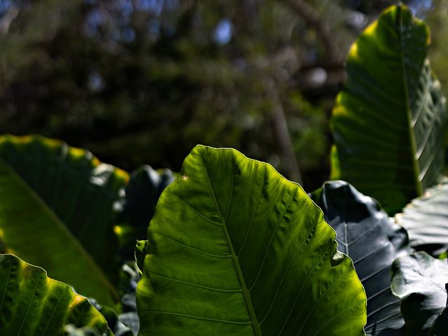 La boda de Lalo y Cristina en Playa del Carmen, Quintana Roo 7