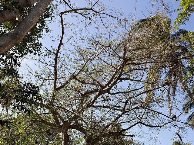 La boda de Lalo y Cristina en Playa del Carmen, Quintana Roo 15