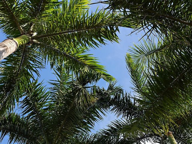 La boda de Lalo y Cristina en Playa del Carmen, Quintana Roo 21