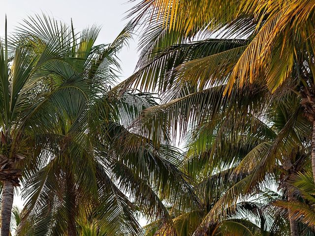 La boda de Lalo y Cristina en Playa del Carmen, Quintana Roo 44
