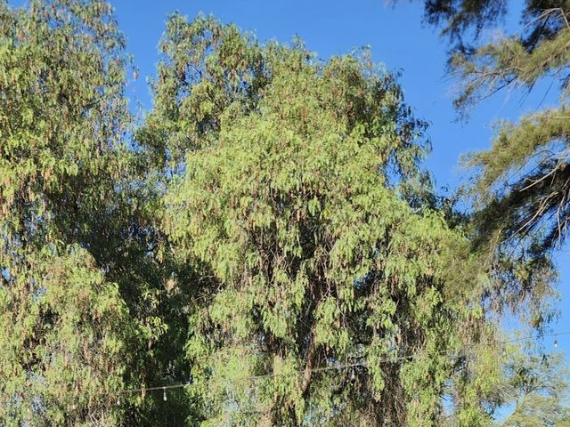 La boda de Santiago  y Andrea en San Luis Potosí, San Luis Potosí 4