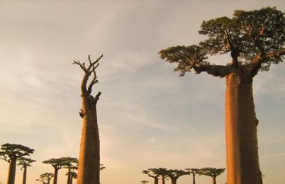 Madagascar
