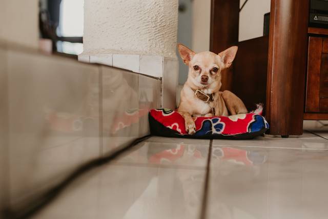 La boda de Lizeth y Abraham 3