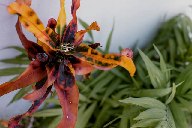 La boda de Ligia y José 2
