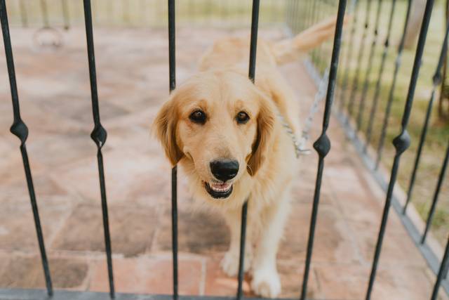 La boda de Paola y Sergei 3
