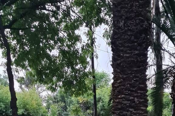 La boda de Cynthia y Guillermo 1