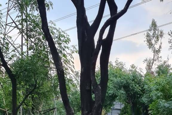 La boda de Cynthia y Guillermo 2