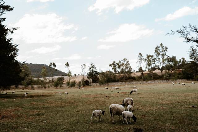 La boda de Mariana y Erick 3