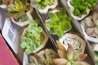 Suculentos Recuerdos - 8