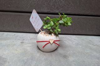 Suculentos Recuerdos - 6