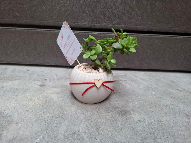 Suculentos Recuerdos - 3