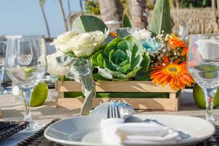 Papillon Making Dreams - 15