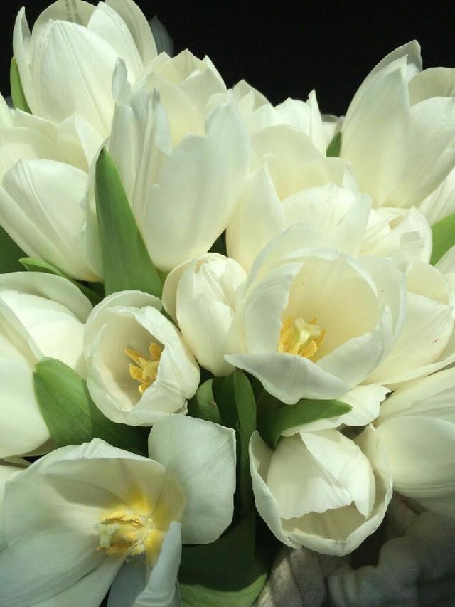 María Remedios Floral - 2