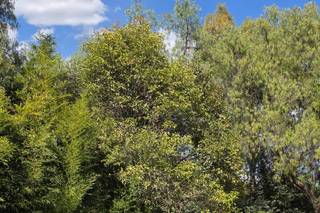 Rancho San Juan - 8