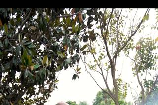 Vini Do Brasil Espadas Brasileñas - 6