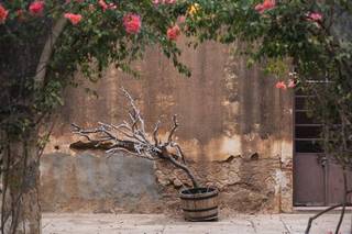 Ex-Hacienda la Parreña - 6