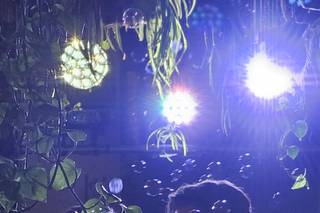 Zunzún Jardín Insular - 14