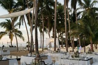 Papillon Making Dreams - 16