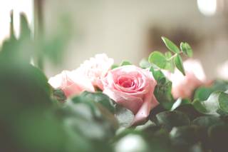 Plantita Coqueta - 5