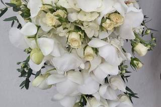 Florería Phalenopsis - 12