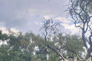 Ensamble Recitativo - 9