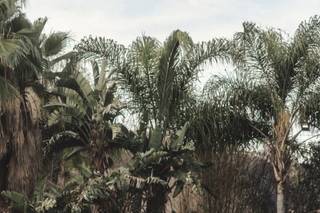 Algardin - 5