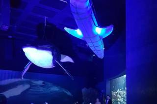 Acuario Inbursa - 6