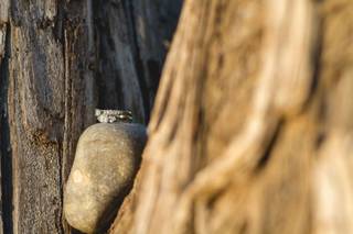 Leslie de la Torre - 11