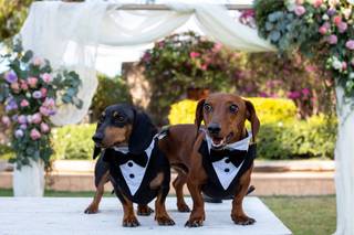 La Casita de Nad Wedding Dog Sitter - 7