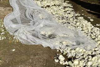 Del Arco Planners Weddings & Events - 8